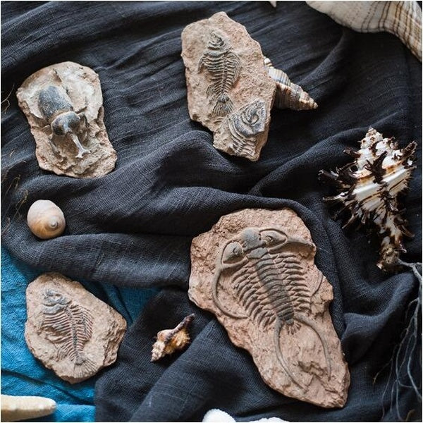 Prehistoric Fossil Series Refrigerators with Fish Bone Marine Life Art Decorative Resin Ornaments Home Decoration