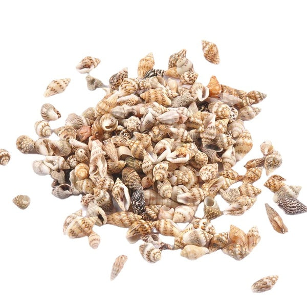 100Pcs-lot Natural Leopard Print Seashell For Glass Bottle Fish Tank DIY Scrapbook Handmade Home Stripe Spiral Shell Beach Decor TRS0407