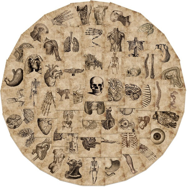 10-56pcs Anatomy and Physiology stikcers The Body Structure Stickers PVC Waterproof Toy Graffiti Skeleton Stickers For Luggage Decals