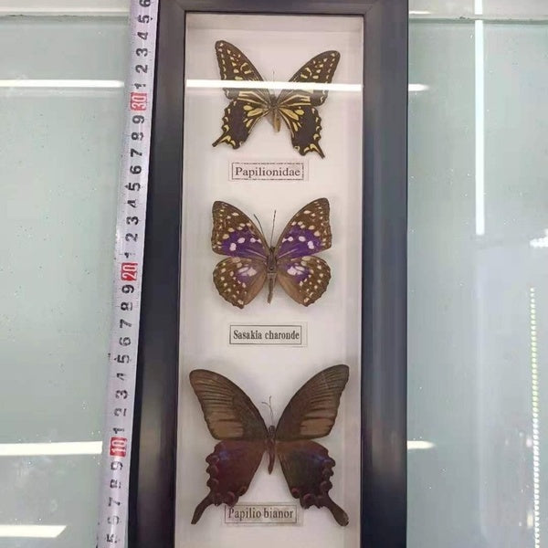 1 Set of 3 Butterfly Real Specimen butterfly specimen photo frame craft -Butterfly Specimen Artwork Material Decor