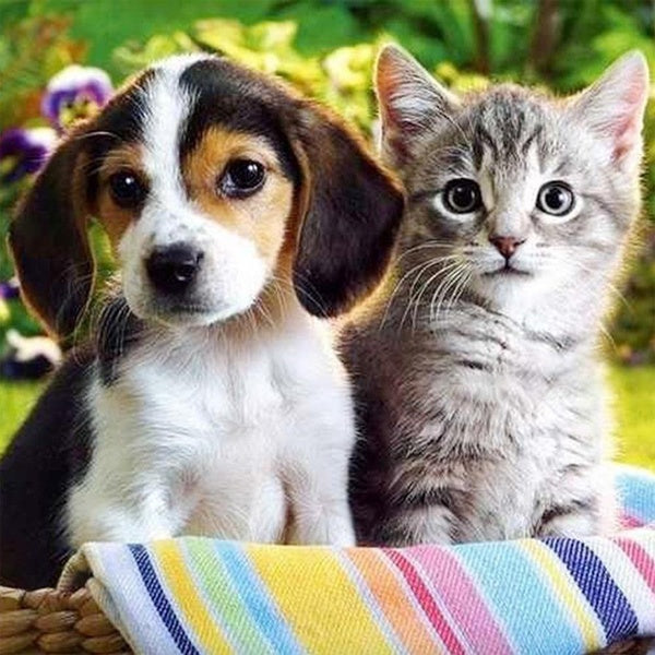 DIY 5D Dog and Cat Diamond Painting Full Drill with Number Kits Home and Kitchen Fashion Crystal Rhinestone Cross Stitch Embroidery Paintings Canvas