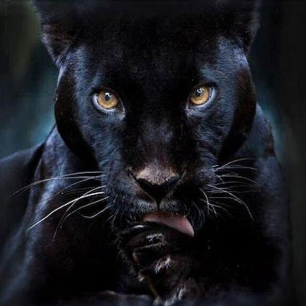 Diamond Embroidery Diy Diamond Painting Cross Stitch Kits Diamond Mosaic Panthers Full Diamond Embroidery Decor