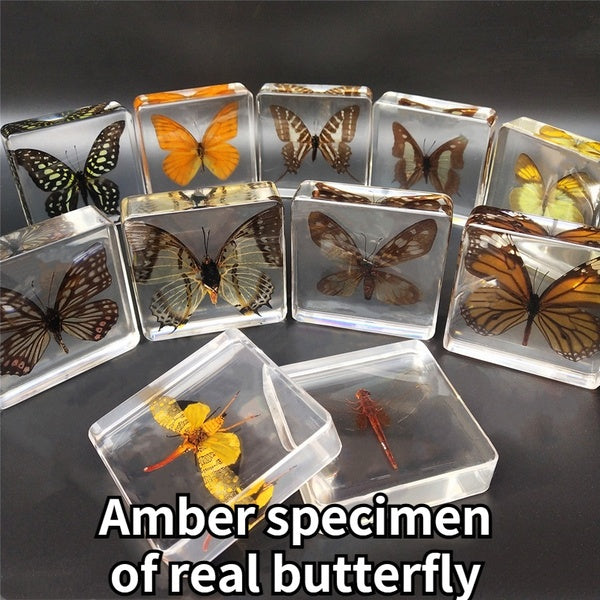 Creative transparent color amber resin real insect butterfly specimen book reading tool home decoration insect teaching gift