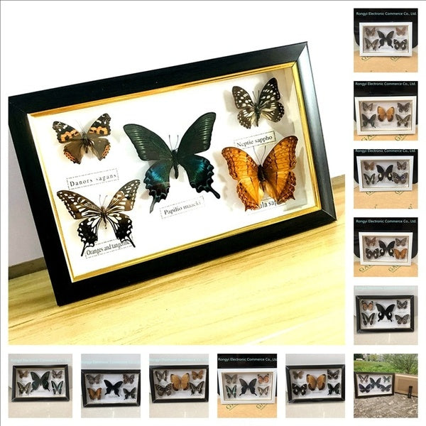 Beautiful Butterfly Specimen Educational Material Collection-Butterfly Specimen Photo Frame Artwork Decoration Home Decoration