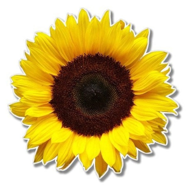 Sunflower Vinyl Sticker - Car Window Bumper Laptop CR01