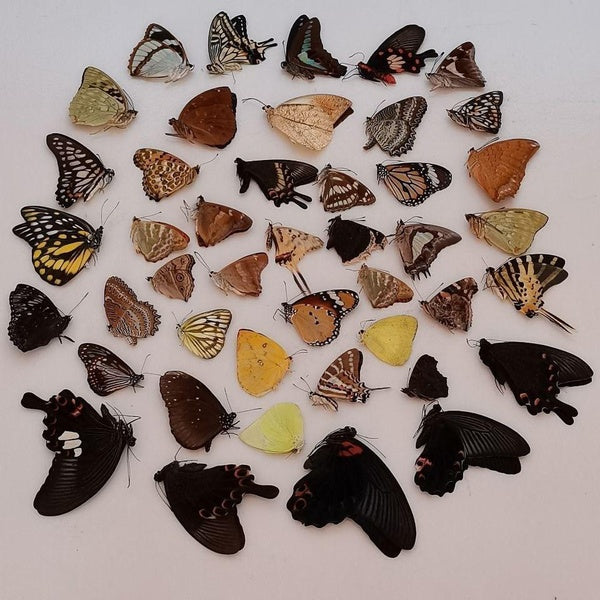 High-quality real butterfly specimens do not spread their wings DIY practice production materials, etc.