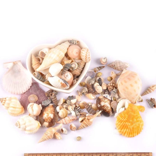 50g-lot Sea Shells Jewelery Mixed Natural Shell For Glass Bottle Making Handmade Scrapbooking Craft DIY Home Decoration TRS0291