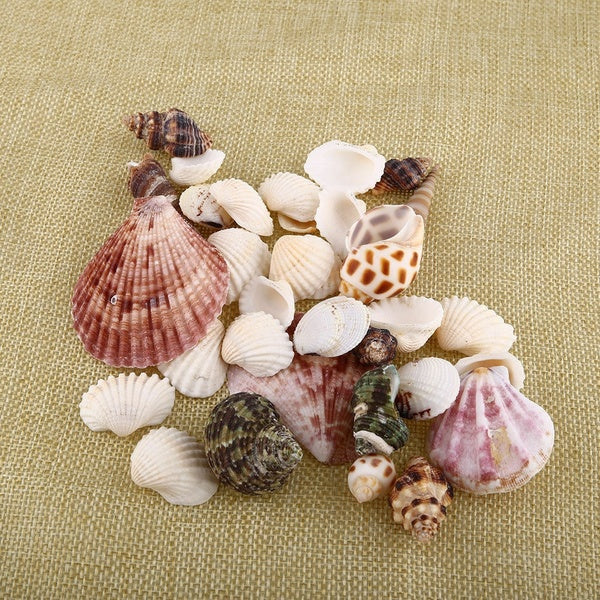 Décor de coquillages de table de mariage de coquillages de mer d'artisanat naturel 60g