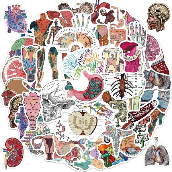 50 pcs Body Anatomy Sticker Body Parts Stickers Body Anatomy Decals for Laptops Hydro Flasks Water Bottles Luggage