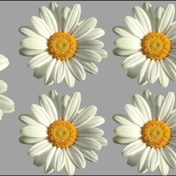 Daisy Flower Decals Car Stickers Graphics Nursery Wall Window Decorations Art