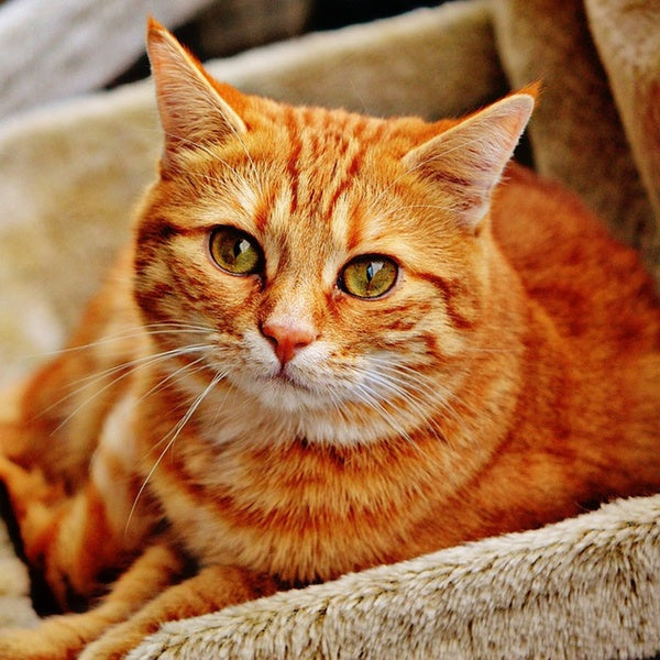 Orange Cat DIY 5D Diamond Painting Full Drill with Number Kits Home and Kitchen Fashion Crystal Rhinestone Cross Stitch Embroidery Paintings Canvas P