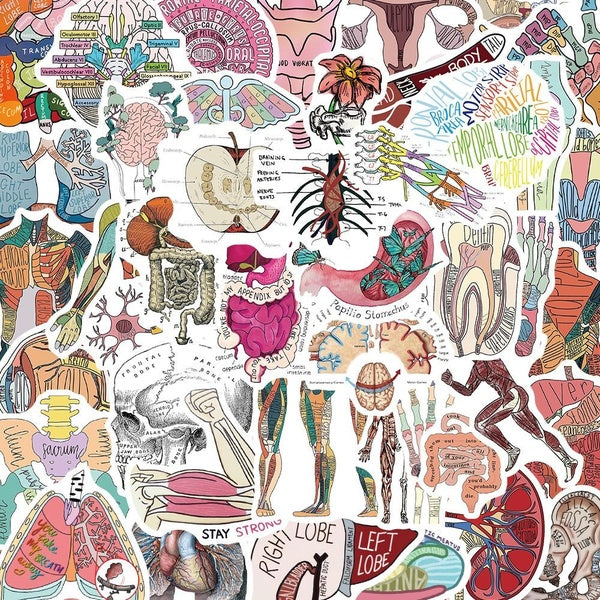 10-50pcs Anatomy and Physiology stickers The Body Structure Stickers Skeleton for DIY Luggage Laptop Skateboard Motorcycle Bicycle Stickers