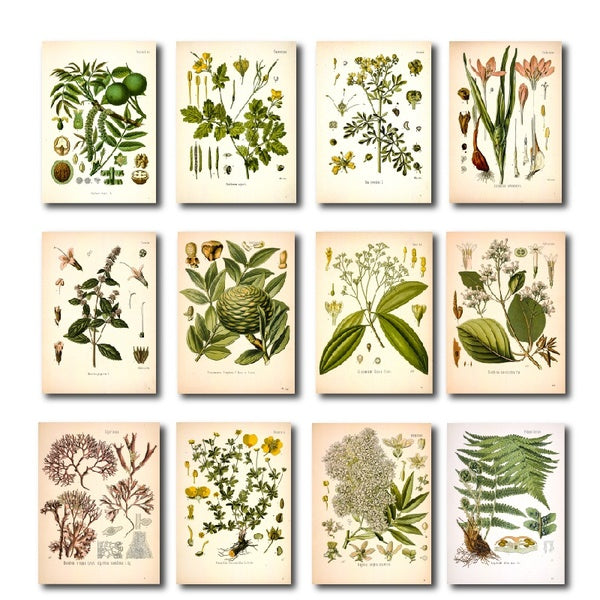 Vintage Medicinal Plants Posters and Prints Botany Educational Wall Art Pictures Botanical Canvas Painting Kitchen Decoration No Frame