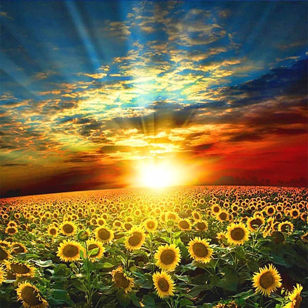 DIY 5D Diamond Painting Sunflower Full Drill With Number Kits Home Decor Wall Painting The Gift Arts and Crafts For Adults,Teenagers,The Old