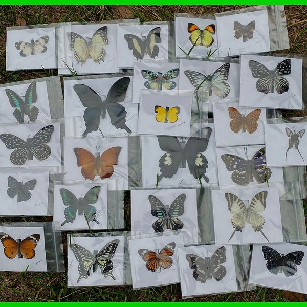 10Pcs Natural Unmounted Butterfly Specimen Artwork Material Decor （Variety Random Delivery）