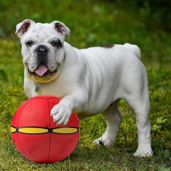 The Doggy Disc Ball Dog Toy Doggie Disc Ball for Small Medium Large Dogs, Doggie Disk Ball with 6 Lights, Portable Pet Toy Doggie Flying Saucer