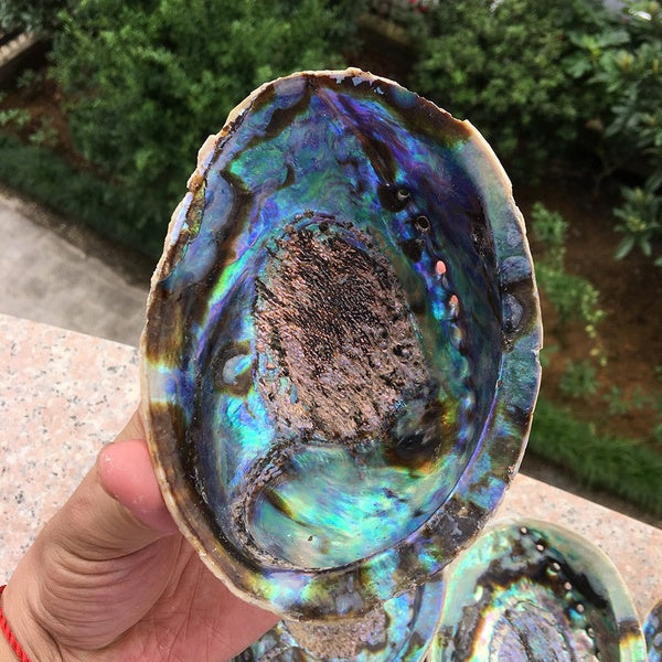 Real Natural Abalone Paua Shell Soap Holder Seashell Craft Home Aquarium Landscape Decor Pacific New Zealand Jewelry Display Storage Sage Burning