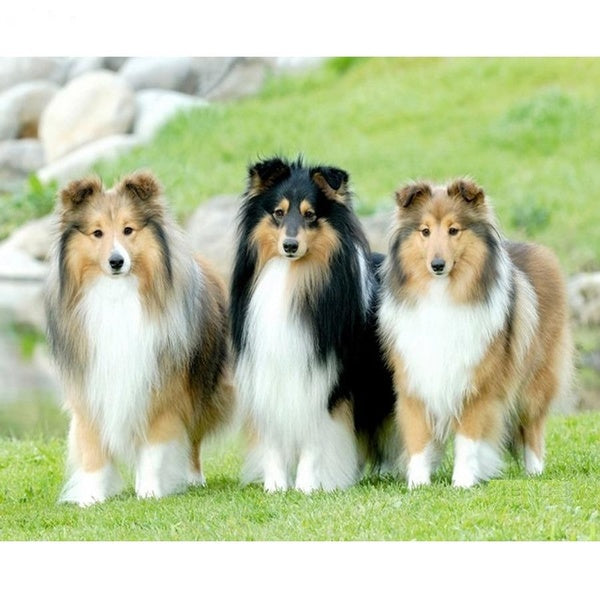 Diamond Embroidery Sheepdog Sheltie Dog Art Water Color Cross Stitch Painting Collie Wall Decor