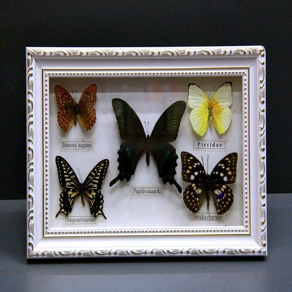 1 set of 5pcs Real Specimen butterfly specimen photo frame craft gift home decoration decoration home decoration