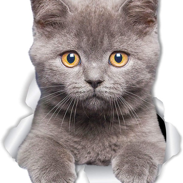 British Shorthair Cat Wall Decals - 2 Pack - British Shorthair Cat Toilet Sticker - 3D Cat Car Window and Bumper Sticker Grey Kitten Lover Gifts