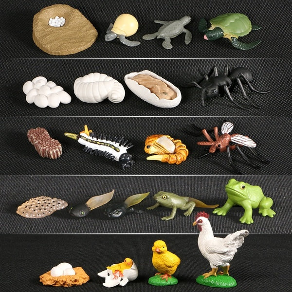Animals Growth Cycle Life Cycle Model set Frog Ant Mosquito Sea Turtle simulation Model Action Figures Teaching material For Kid