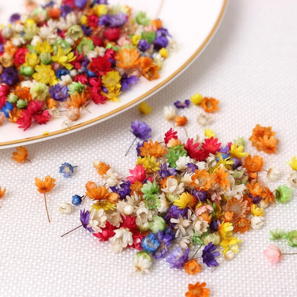 2g Dried Flower Head Chrysanthemum DIY Handmade Craft Nail Art Filling Decoration Artificial Dried Flower DIY Accessories