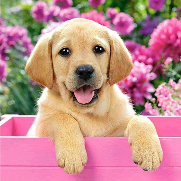 Cute Animal Dog DIY 5D Diamond Painting Full Drill with Number Kits Home and Kitchen Fashion Crystal Rhinestone Cross Stitch Embroidery Paintings Can