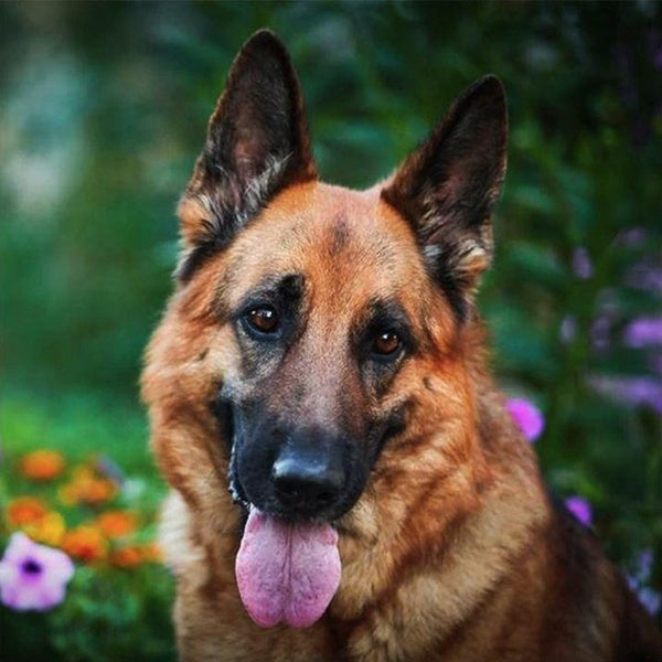 DIY 5D Diamond Painting German Shepherd Full Drill with Number Kits Home and Kitchen Fashion Crystal Rhinestone Cross Stitch Embroidery Paintings Can