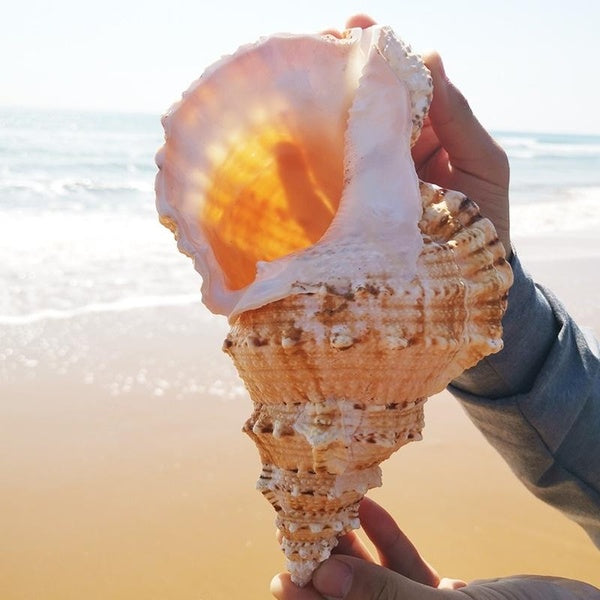 1pcs Natural Big Sea Conch Shell for Fish Tank Landscape, Creative Decoration for Home Chic Gift