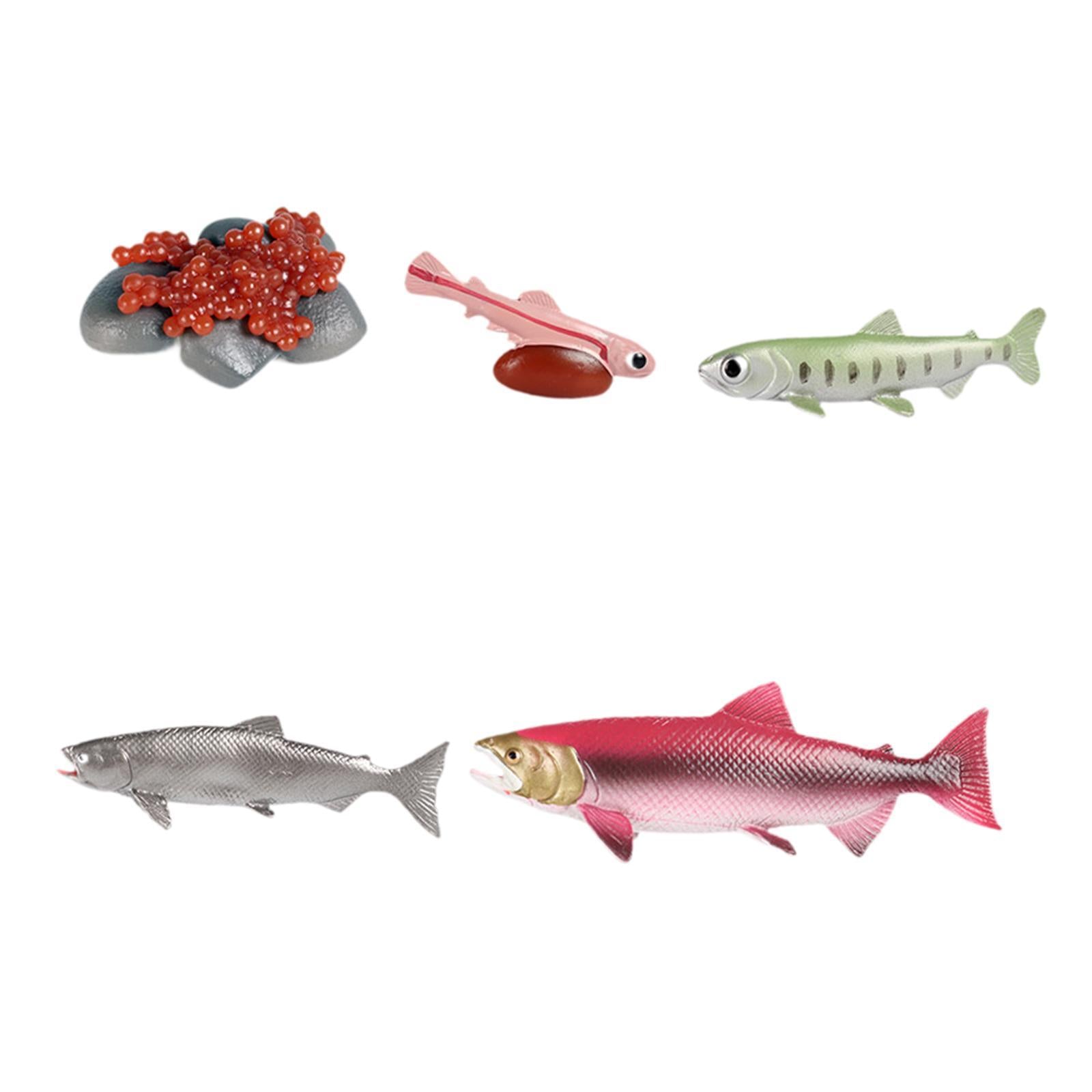 Life Cycle of Salmon Toys Animal Life Growth Cycle Figure for Games Teaching