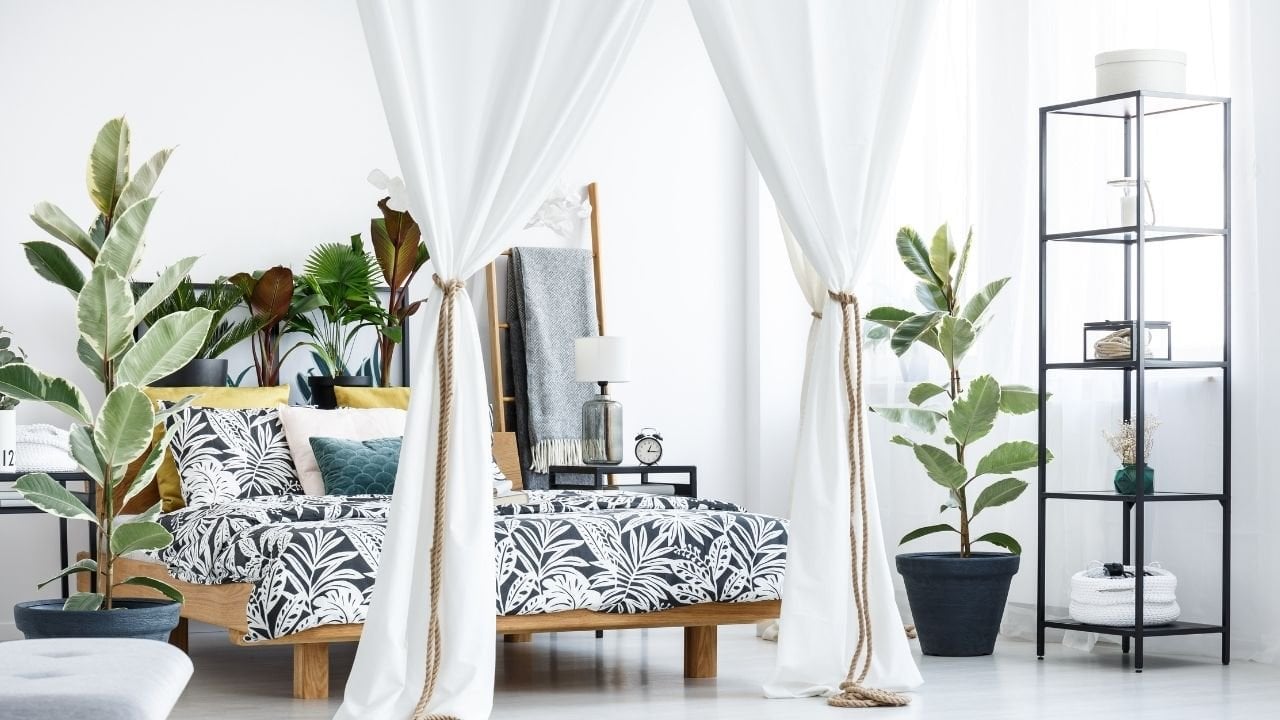 Decorating With Plants for Beginners