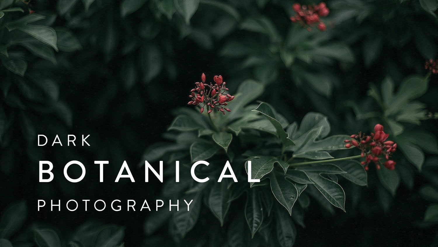 Dark Botanical Photography: Capture Beautifully Moody Images of Plants