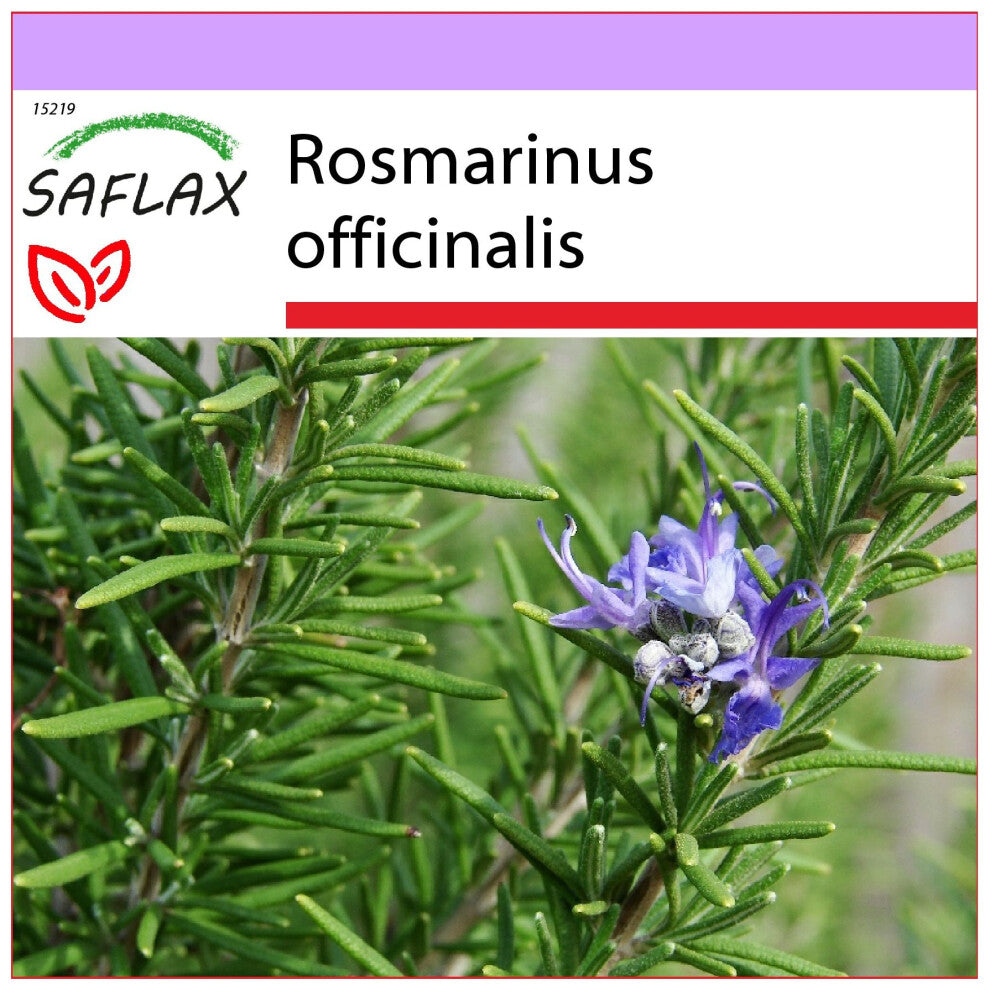 SAFLAX - Rosemary - 100 seeds  - Rosmarinus officinalis