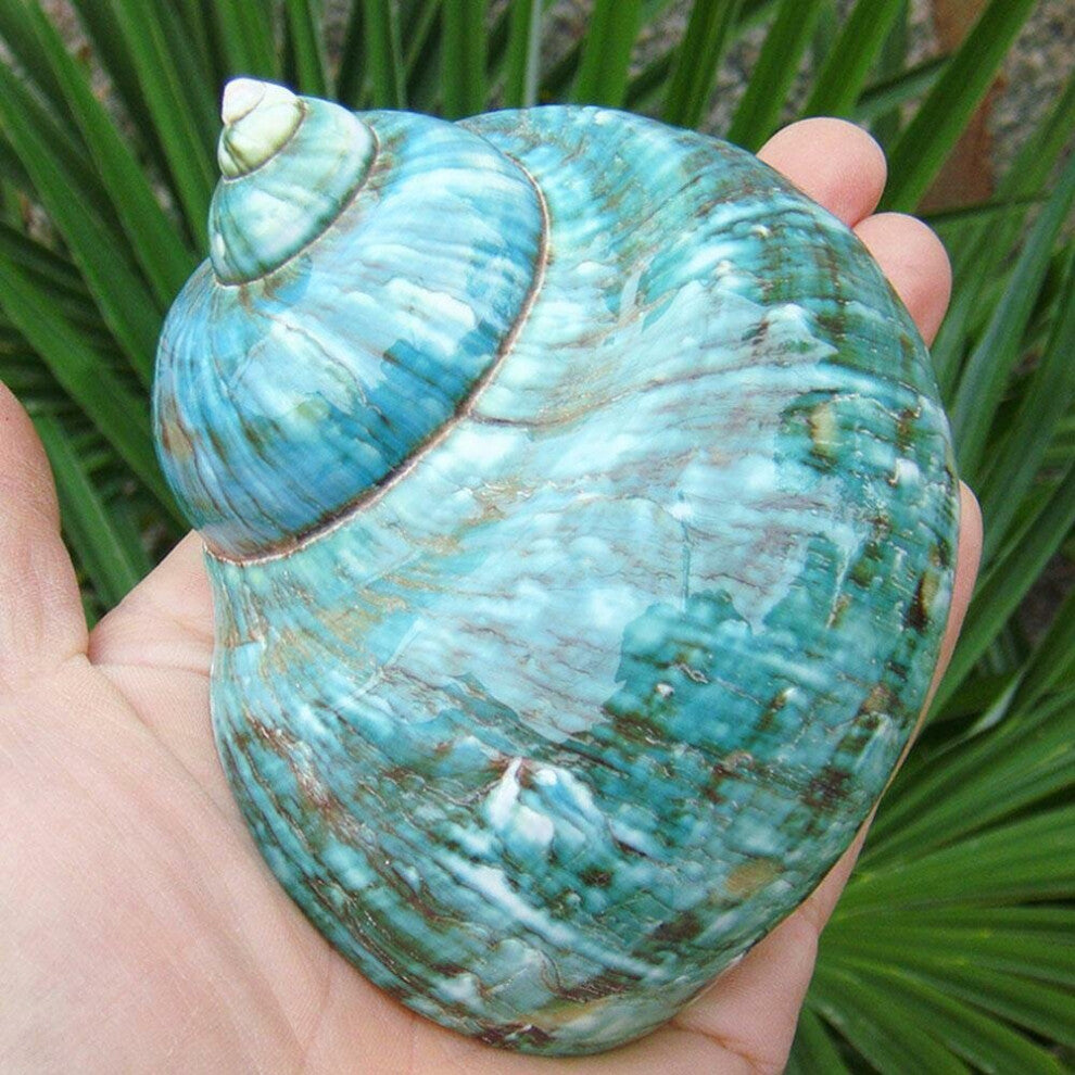 Green Turbo Natural Rare Real Sea Shell Conch Aquarium Home Decor