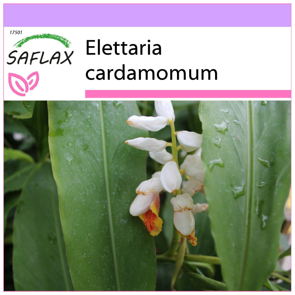 SAFLAX - Cardamom - 20 seeds - Elettaria cardamomum