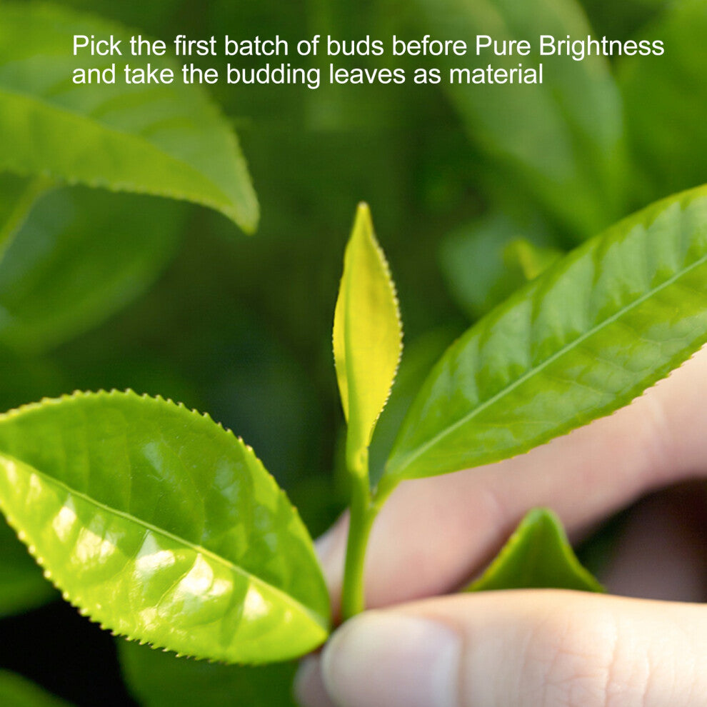 Biluochun Tea Canned Strong Fragrance Jiangsu Chinese Green Tea Leaves for Party Pinking Before Pure Brightness