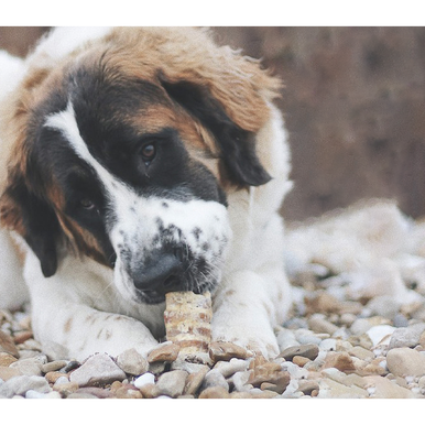 The Treat Shack® 6-Inch Split Beef Trachea Flats Dog Treats - 6" Split Trachea Flats Dog Treats, 30 Ct