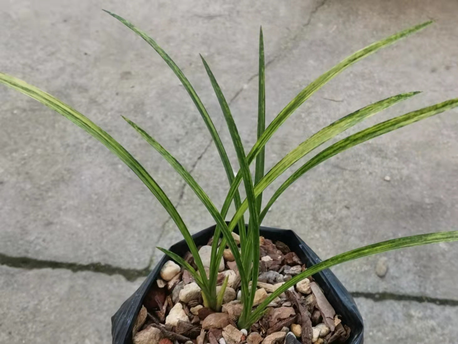 Chinese wild orchid rare greenery plant,Potted orchids Ground-grown Whelan Mutant Orchid