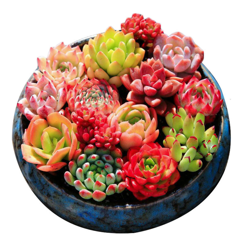 Red office desktop four seasons potted succulent plants