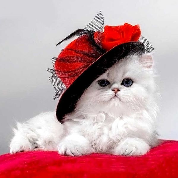 Full Drill Square Diamond 5D DIY Painting &quot;Cat In Red Hat&quot; Embroidery Cross Stitch Mosaic 210608