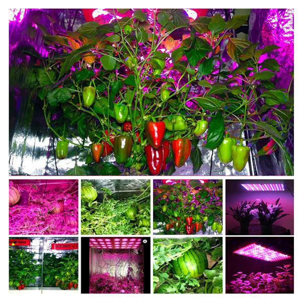 1200W High intensity Dual Chips 380-730nm Full Light Spectrum LED Plant Growth Lamp White Low heat Indoor