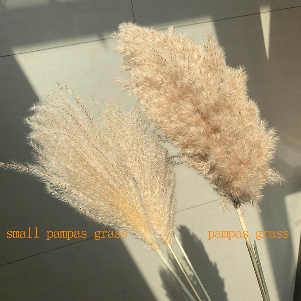 real pampas grass decor natural dried flowers plants wedding flowers dry flower bouquet fluffy lovely for holiday home decor fast ship