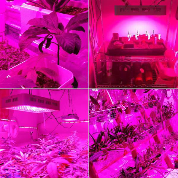 Newest Design 2000W Dual Chips 380-730nm Full Light Spectrum LED Plant Growth Lamp White Grow Lights wholesale