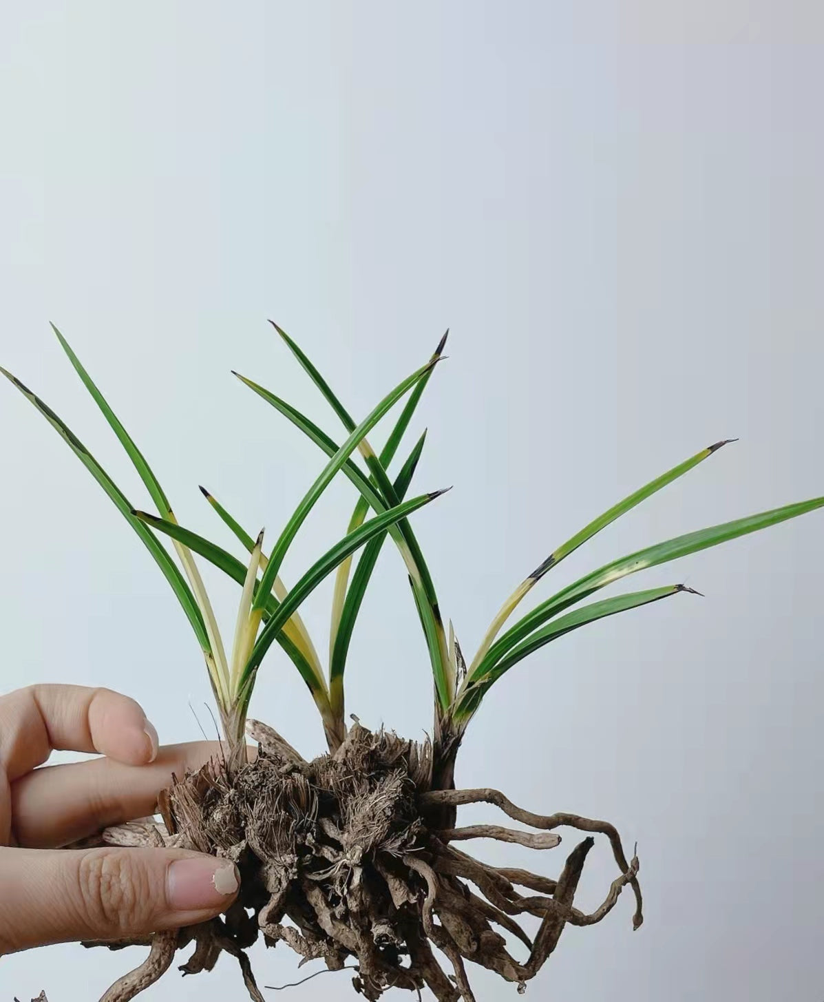 Chinese wild orchid rare greenery plant,Potted orchids Ground-grown grass Dwarf mutant orchid