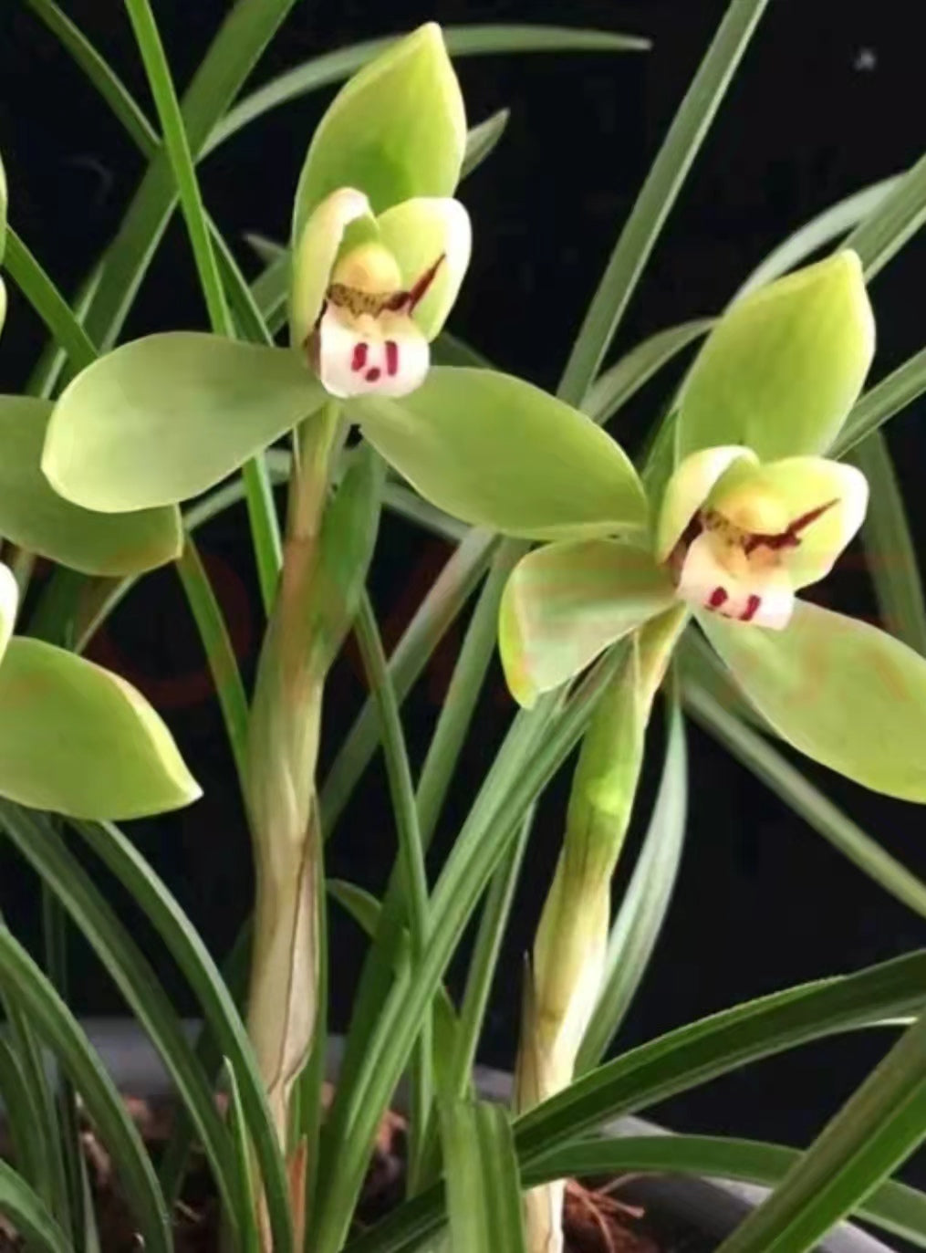 China&#039;s rare wild orchids greenery plants, crystal white grass Chunlan Cui GaiHe