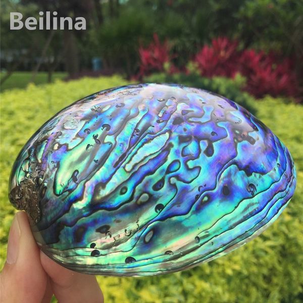 New Zealand blue abalone shell Natural craft Conch Home Decoration Aquarium Landscaping Wedding Landscape Decoraition 1lot(2pcs) 201125