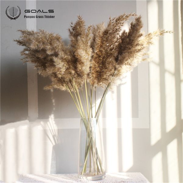 10 pcs 20pcs Free shipping real dried pampas grass decor wedding flower bunch natural plants fall decor for home christmas gift 201023