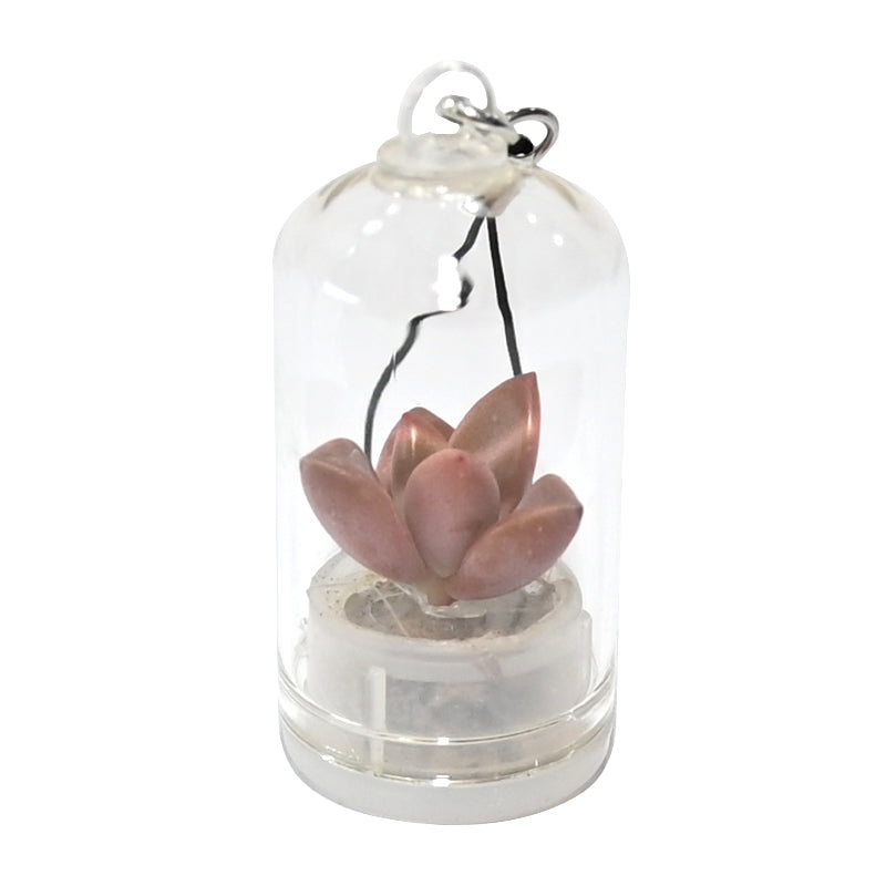 succulent plants in glass terrarium with potted decor succulents in pot decoration for desk office room kitchen and bathroom