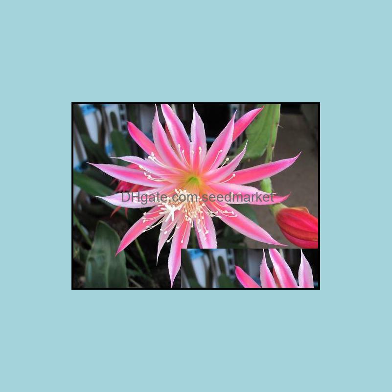 Garden Decorations Patio Lawn Home 100Pcs Broadleaved Epiphyllum Epiphany Flower Seeds Bonsai Rare Plant For Courtyard Planting Beautifyi