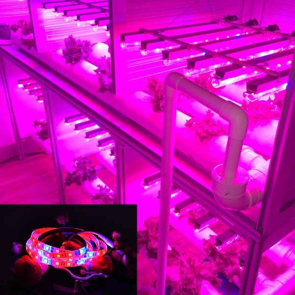 Full Spectrum LED Grow Light Phytolamp 5m 10m LED Strip 12V Flower Seedling Phyto Lamp For Plants Greenhouse Tent Plant